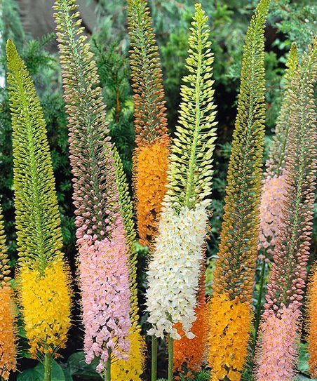 Foxtail Lily Flower Bulbs – Pack of 2