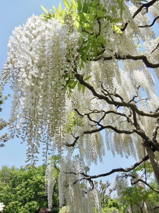 Japanese Wisteria Plant – Wisteria floribunda – Pack of 1