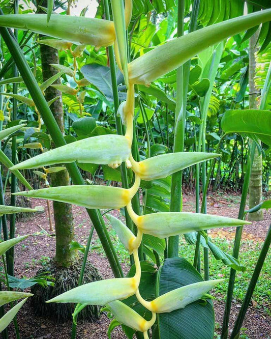 Exotic Heliconia Flower Bulbs (Rhizomes) – Pack of 2