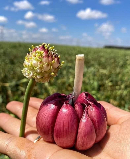 Premium Heirloom Pink Garlic Bulbs (Pack of 2)