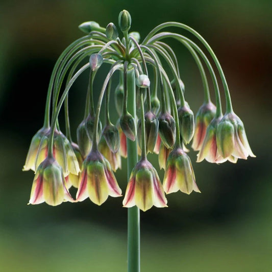 Honey Garlic Flower Bulbs – Pack of 2 (Allium siculum)