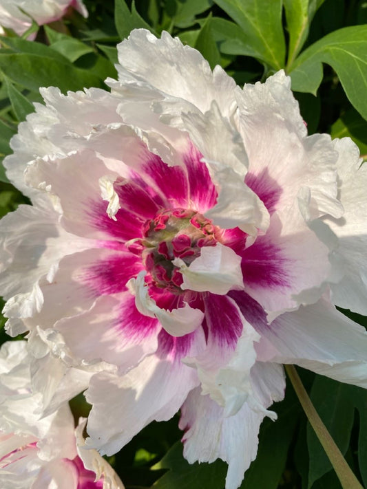 Premium Double Colour Peony Flower Bulb –  (Pack of 1)