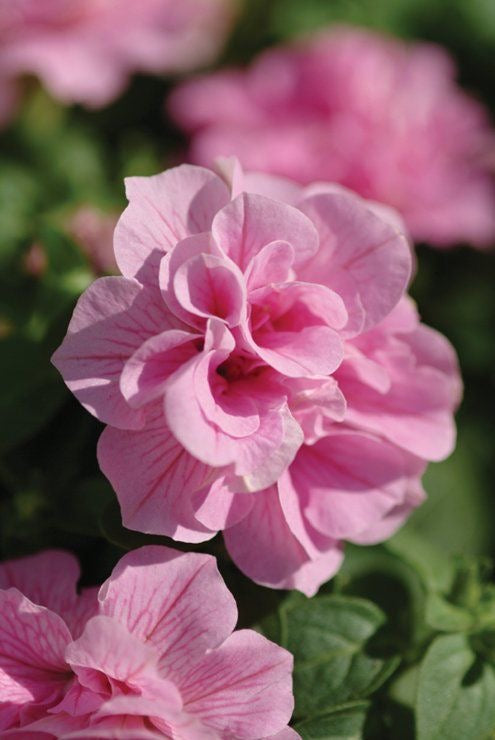 Imported Petunia Flower Seeds – 60 to 80 Seeds | Beautiful Seasonal Flowering Plant