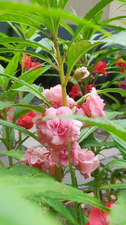 Impatiens Balsam Flower Plant | Colorful Balsam Ornamental Plant