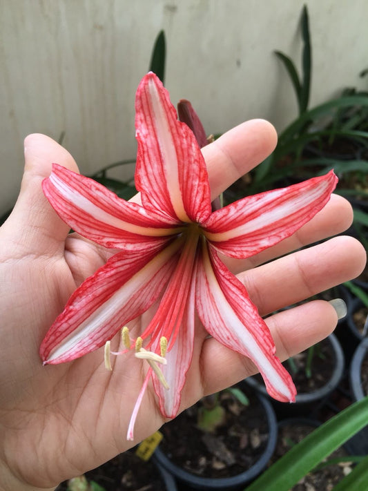 Aztec Lily Flower Bulbs Pack of 5 | Premium Flowering Bulbs for Home Garden