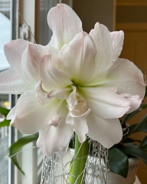 Imported Double Amaryllis Flower Bulbs – Pack of 2
