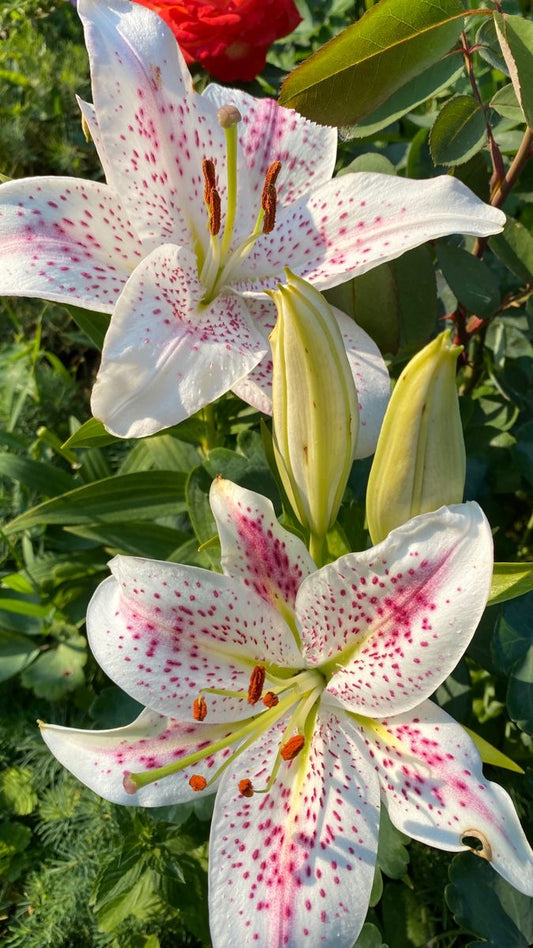 Lilium Flower Bulbs Pack of 5 | Beautiful Lily Flowers for Home Garden