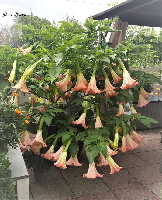 Trumpet Lily Flower Bulbs Pack of 2 | Beautiful Flowering Lily Bulbs for Home Garden