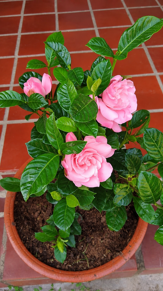 Gardenia (Gandharaj) Live Flower Plant | Fragrant White Flowers & Green Foliage