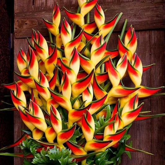 Imported Heliconia Flower Bulbs – Pack of 2 | Exotic Tropical Flowering Plant for Garden & Landscape