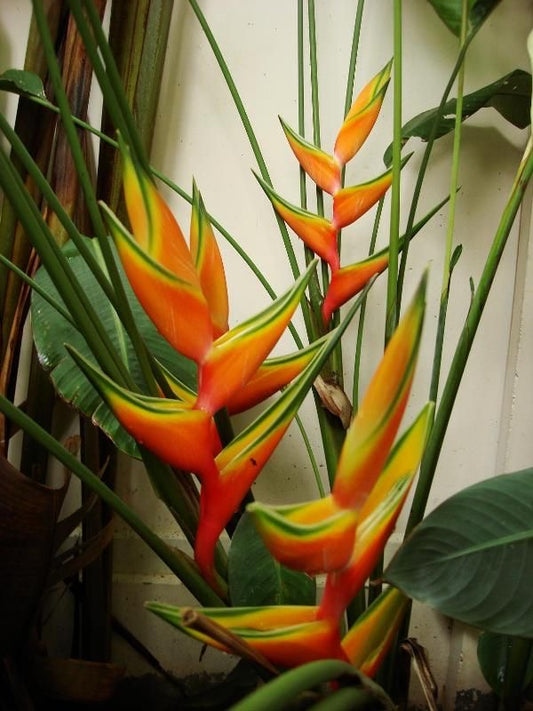 Imported Heliconia Flower Bulbs – Pack of 2 | Exotic Tropical Flowering Plant for Garden & Landscape