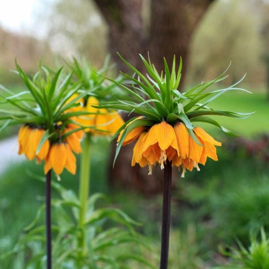 Gloriosa Flame Lily Rothschildiana Pack of 2 Bulbs