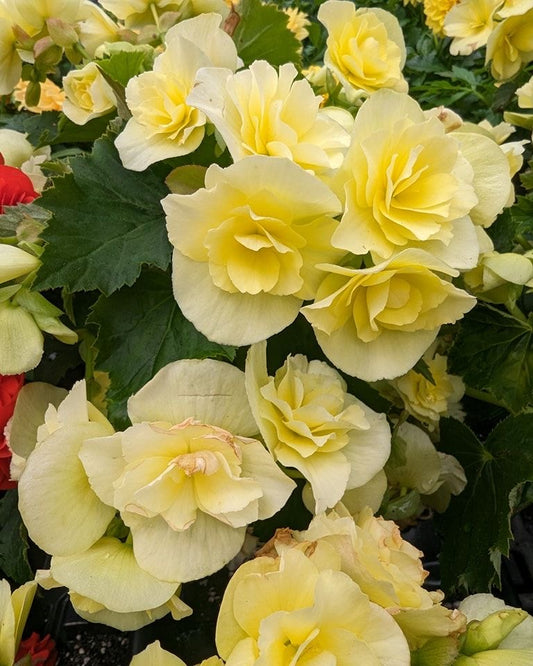 All Signine Bulbs Imported Begonia Jumbo Flower Bulbs – Pack of 2