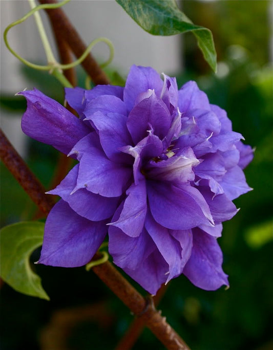 Imported Clematis Rhizome – Pack of 1 | Premium Climbing Flowering Vine for Garden, Trellis & Balcony