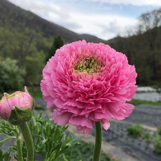 Premium Ranunculus Flower Bulbs – Pack of 2 Premium Bulbs | Spring Blooming | High Germination