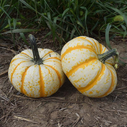 Imported Vegetable Pumpkin Seeds – 40 to 50 Seeds