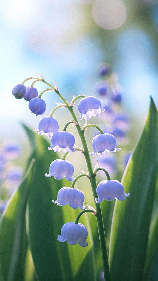 Imported Japanese Lily Of The Valley Flower Bulbs – Pack of 5 Premium Bulbs |  Winter/Spring Flowering