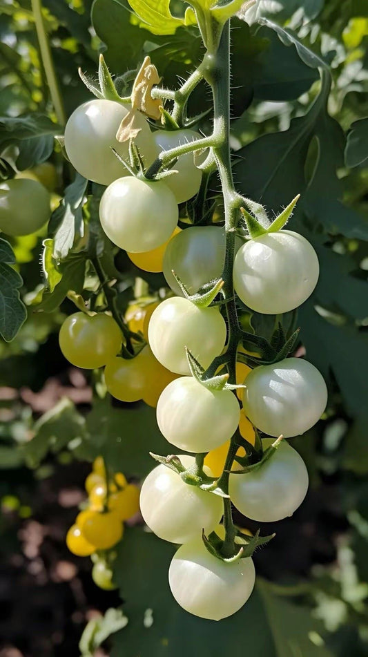 Tomato Vegetable Seeds – Pack of 100 Seeds