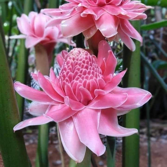Torch Ginger Lily Flower Bulbs – Red Etlingera Elatior Pack of 2