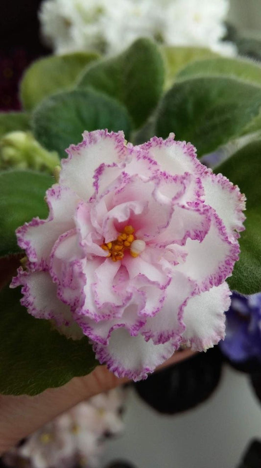 African Violet (Saintpaulia) Live Flower Plants – Pack of 2 | Indoor Flowering Plant for Home & Office