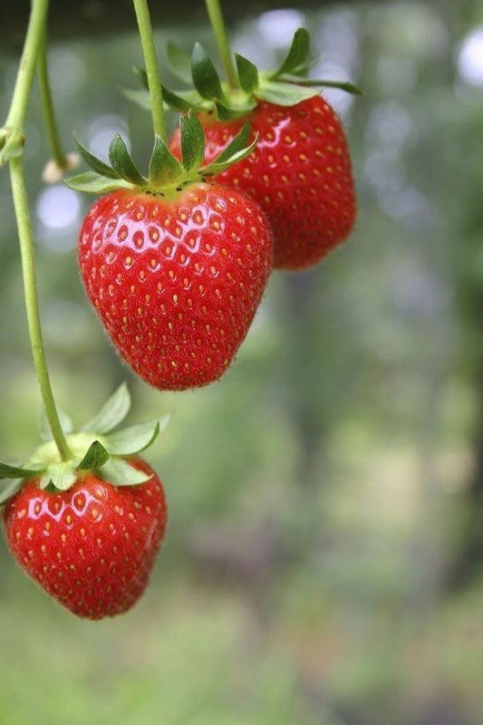 Plump Red Strawberry Seeds Pack of 20