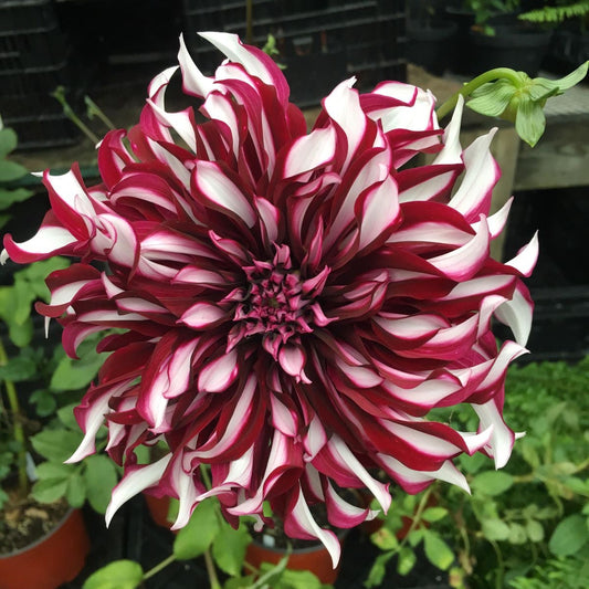 Imported Dahlia Flower Bulbs – Premium Large Bloom Pack of 2