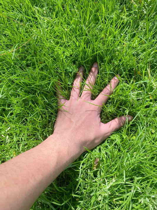 bermuda grass lawn green carpet garden India