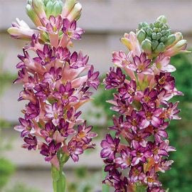 Rajnigandha (Tuberose) Flower Bulbs Mix Colours – Pack of 5 | Fragrant Summer Blooming Bulbs for Home Garden