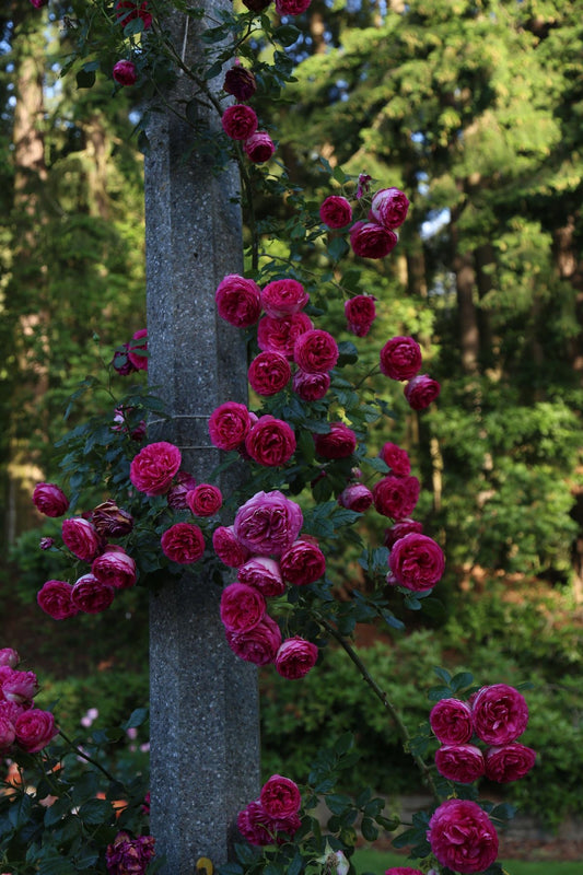 Imported Climbing Rose Flower Seeds (100 Seeds) – All Signine Bulbs – Beautiful Climber Ornamental Garden Plant