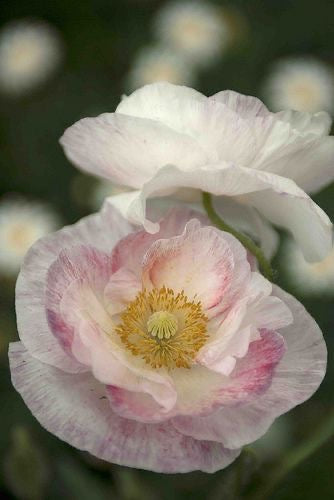 Poppy Flower Seeds – Pack of 50 to 70 Seeds