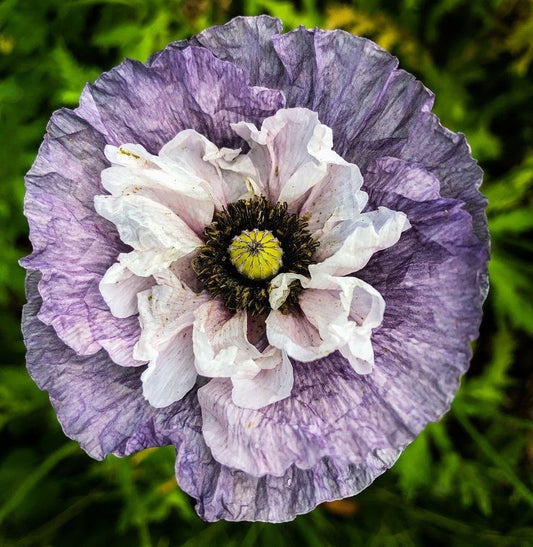 Poppy Flower Seeds – Pack of 50 to 70 Seeds
