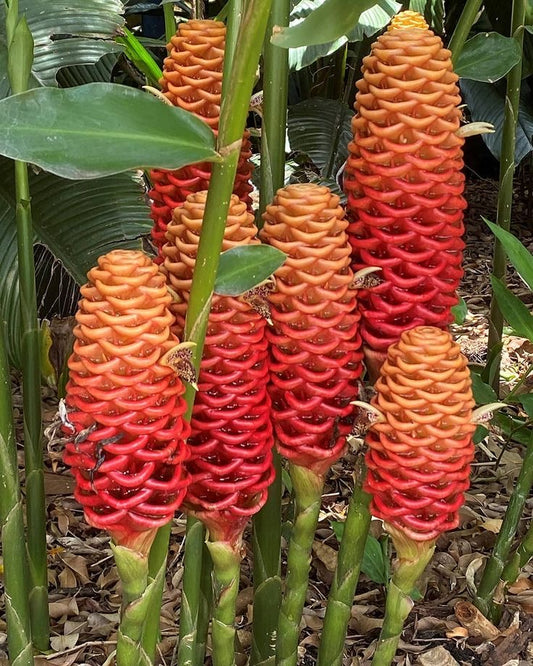 Shampoo Ginger Flower Bulbs – Pack of 2 Premium Bulbs | Exotic Tropical Bloom