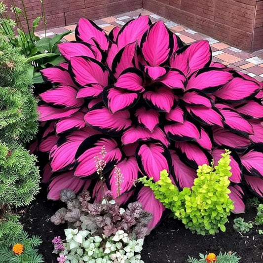 Imported Hosta Flower Seeds – Pack of 100 Seeds | Shade Loving Ornamental Foliage Plant for Home Garden