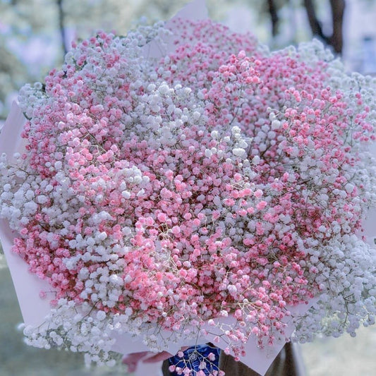Gypsophila Imported Flower Seeds Pack of 100 | Baby’s Breath White Flowers