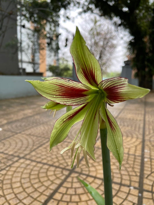Asiatic Lily Flower Bulbs Pack of 2 | Premium Blooming Lily Bulbs