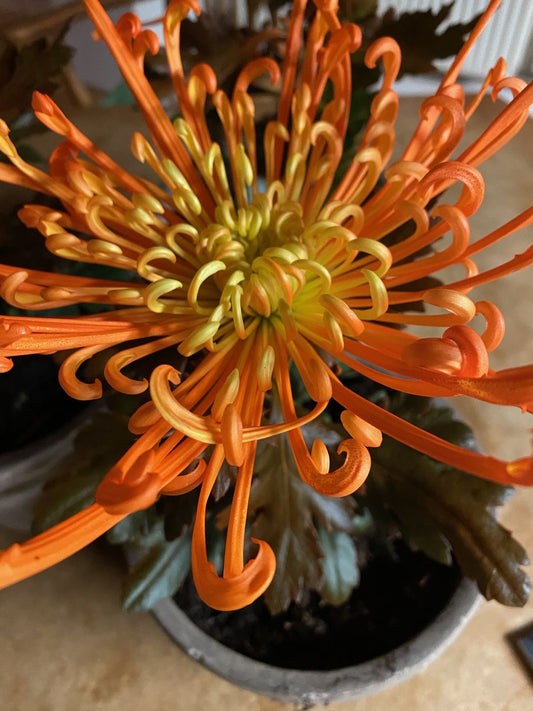 Imported Chrysanthemum Flower Seeds Pack of 100 | Colorful Winter Blooming Flowers