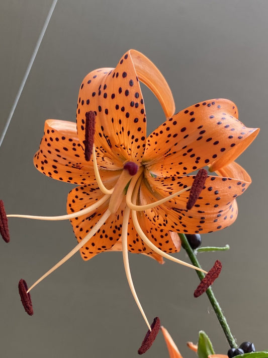 Imported Tiger Lily Flower Bulbs – Pack of 2 | Lilium Orange Spotted Summer Blooming Garden Flower
