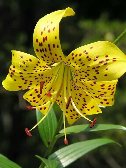 Imported Tiger Lily Flower Bulbs – Pack of 2 | Lilium Orange Spotted Summer Blooming Garden Flower