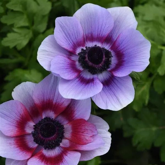 Imported Double Anemone Flower Bulbs | Premium Large Blooming Winter Flower for Home Garden & Pots
