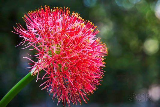 Football Lily (Scadoxus Multiflorus) Flower Bulbs | Exotic Red Ball Shaped Bloom for Garden & Pots