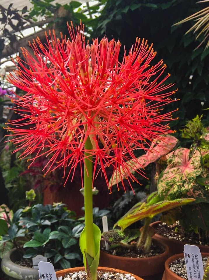 lily ball flower Football Lily (Scadoxus Multiflorus) Flower Bulbs