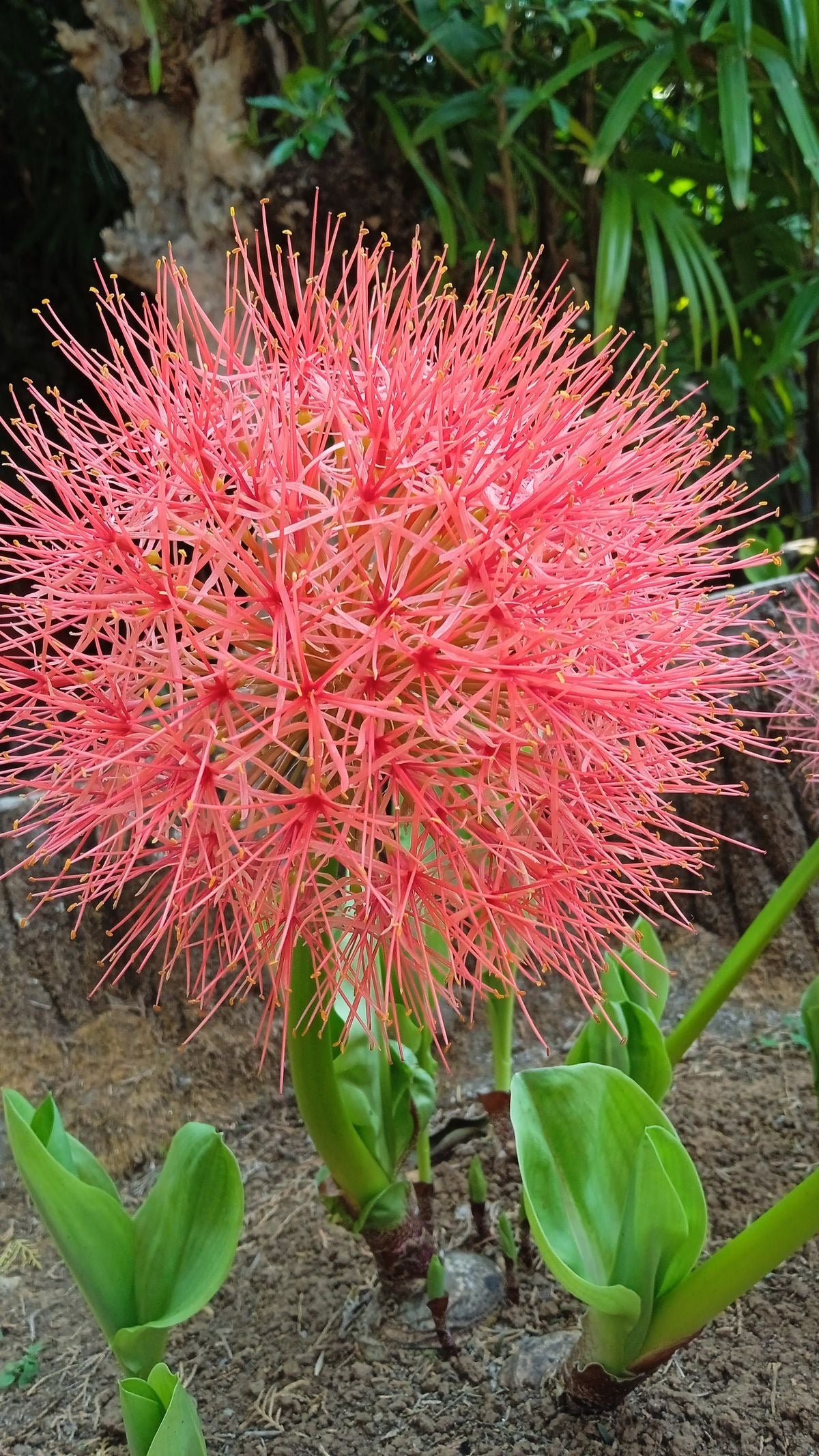 lily ball flower Football Lily (Scadoxus Multiflorus) Flower Bulbs
