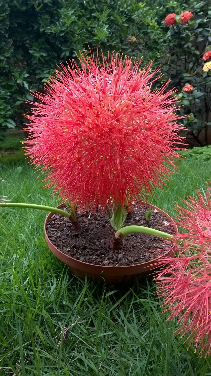 lily ball flower Football Lily (Scadoxus Multiflorus) Flower Bulbs
