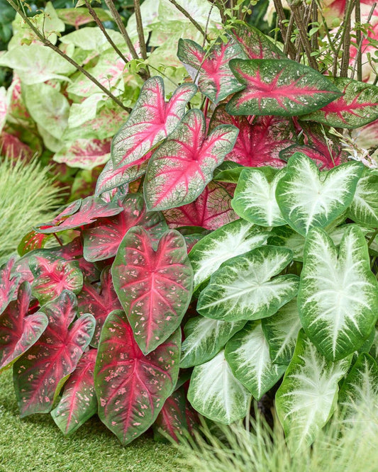 Imported Caladium Flower Bulbs – Pack of 5 – All Signine Bulbs
