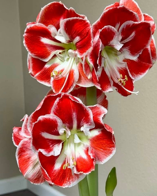 Imported Double Amaryllis Flower Bulbs – Pack of 5 (Mix Colours)