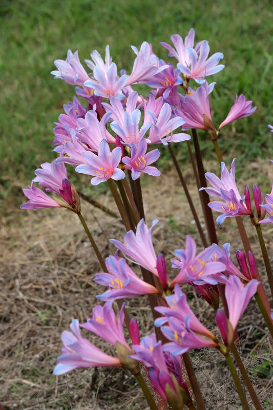 Imported Summer Nerine Lily Flower Bulbs – Pack of 5