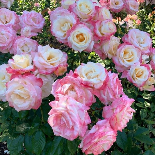 Imported Climbing Rose Flower Plant (Pack of 1 Plant)