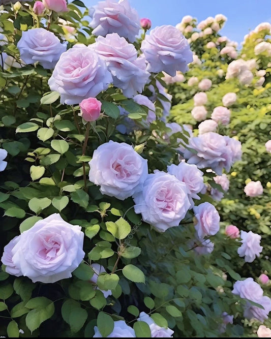 American Imported Double Rose Plant (Pack of 1)