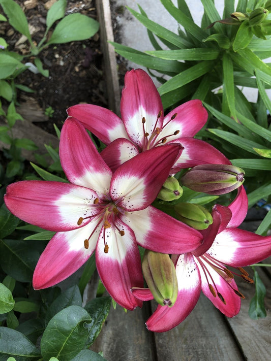 Asiatic Lily Flower Bulbs Pack of 2 | Beautiful Garden Flower Bulbs