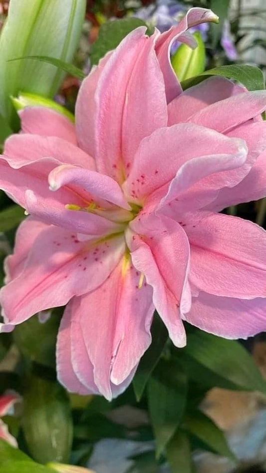 Imported Double Oriental Lily Flower Bulbs – Pack of 2